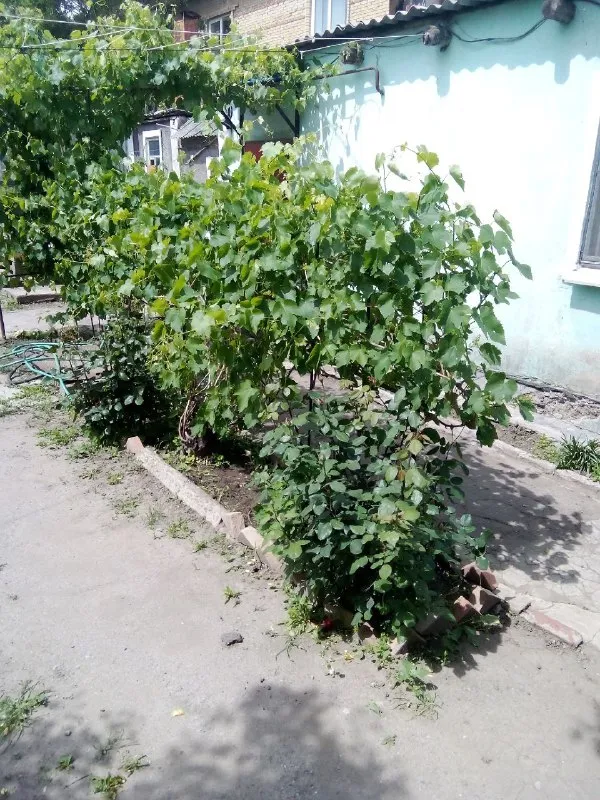 ‼️продажа дома‼️ 🏡продаётся 3-х комнатный дом ленинский р-н🗺г. донецк днр парк щербакова ✅газ, вода, центральная канализация 🔥собственник 💴цена: 2🍋500.000 рублей 📞все подробности по телефону; ☎️+7(949) 895-50-92 виталий недвижимость днр - фотография - 2