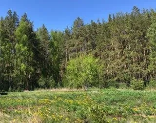 Продам участок в ясиноватой на западной – ул. Кутузова (не приватизирован) по плану с домом (ветхим) - 50м. Кв. – снесен. Участок 7 соток + 13 соток (санитарной зоны) примыкающих к лесу. На участке - вода городская, свет. Фото условное. Цена - 450 000руб. Ан анна +7 949 470 04 83 (феникс), +7 949 796 89 69 (миранда). - фотография - 1