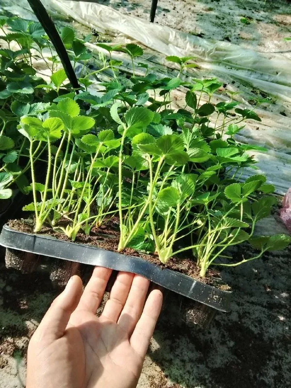 Открыта запись на саженцы клубники 🍓на конец сентября. по сортам ксд азия клери ремонтантные сорта м... - фотография