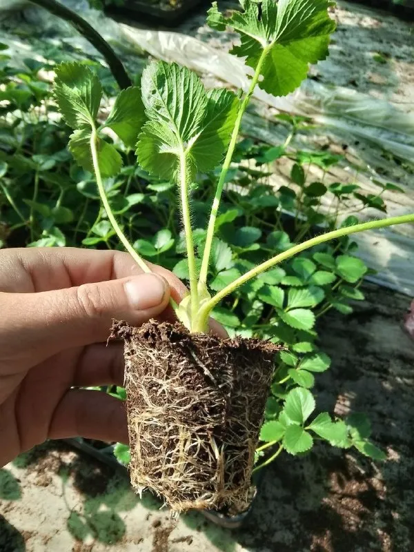 Открыта запись на саженцы клубники 🍓на конец сентября. по сортам ксд азия клери ремонтантные сорта мурано маригетт цена за саженец 50 рублей. г донецк кировский р-н не далеко от текстильщика. высаживаю в кассетку ) обработанная от всех видов болезней и от клеща порадуйте себя и своих близких вкусной ягодкой по вопросам звоните пишите телеграмм макс +79494345900 📞 звоните: +7(949)4345900 - фотография - 2