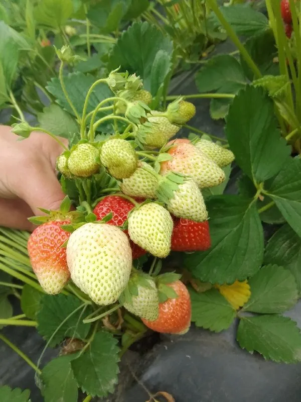 Открыта запись на саженцы клубники 🍓на конец сентября. по сортам ксд азия клери ремонтантные сорта мурано маригетт цена за саженец 50 рублей. г донецк кировский р-н не далеко от текстильщика. высаживаю в кассетку ) обработанная от всех видов болезней и от клеща порадуйте себя и своих близких вкусной ягодкой по вопросам звоните пишите телеграмм макс +79494345900 📞 звоните: +7(949)4345900 - фотография - 3