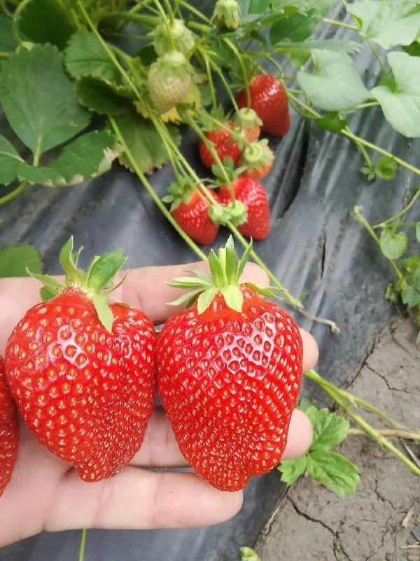 Открыта запись на саженцы клубники 🍓на конец сентября. по сортам ксд азия клери ремонтантные сорта мурано маригетт цена за саженец 50 рублей. г донецк кировский р-н не далеко от текстильщика. высаживаю в кассетку ) обработанная от всех видов болезней и от клеща порадуйте себя и своих близких вкусной ягодкой по вопросам звоните пишите телеграмм макс +79494345900 📞 звоните: +7(949)4345900 - фотография - 4