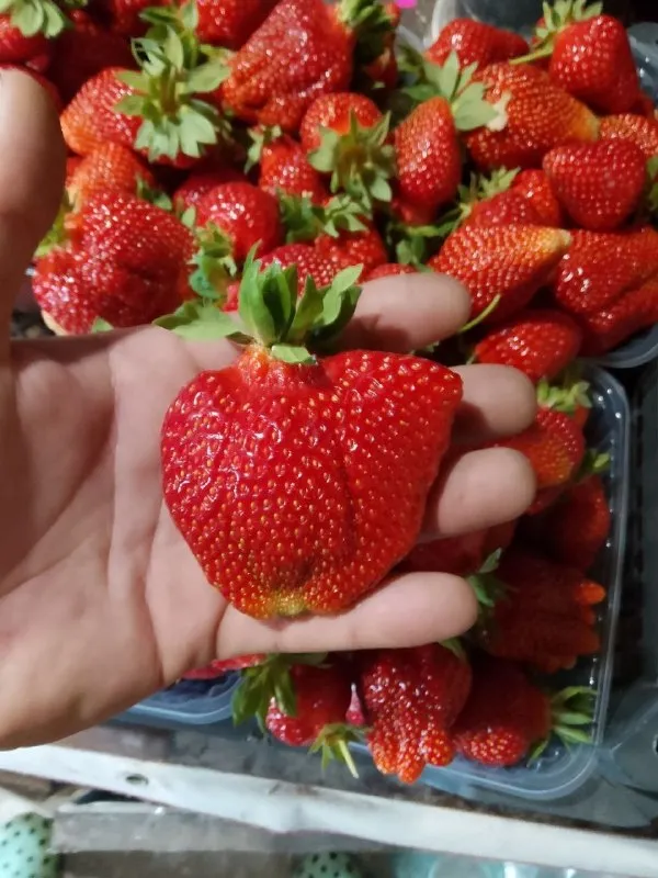 Открыта запись на саженцы клубники 🍓на конец сентября. по сортам ксд азия клери ремонтантные сорта мурано маригетт цена за саженец 50 рублей. г донецк кировский р-н не далеко от текстильщика. высаживаю в кассетку ) обработанная от всех видов болезней и от клеща порадуйте себя и своих близких вкусной ягодкой по вопросам звоните пишите телеграмм макс +79494345900 📞 звоните: +7(949)4345900 - фотография - 5
