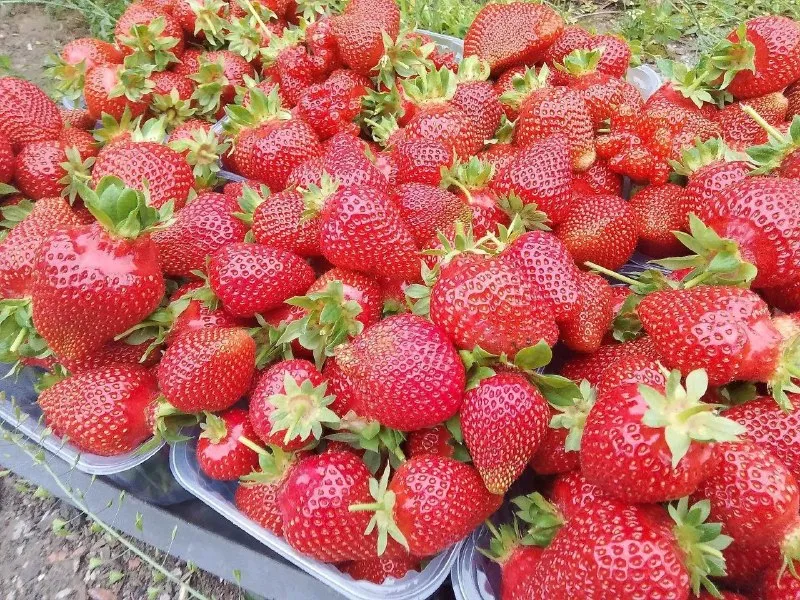 Открыта запись на саженцы клубники 🍓на конец сентября. по сортам ксд азия клери ремонтантные сорта мурано маригетт цена за саженец 50 рублей. г донецк кировский р-н не далеко от текстильщика. высаживаю в кассетку ) обработанная от всех видов болезней и от клеща порадуйте себя и своих близких вкусной ягодкой по вопросам звоните пишите телеграмм макс +79494345900 📞 звоните: +7(949)4345900 - фотография - 6