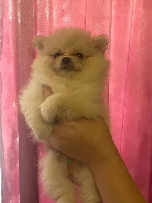 Описание: мальчики шпицы. питание натуральное, ходят на пеленку. больше информации по телефону цена:... - фотография