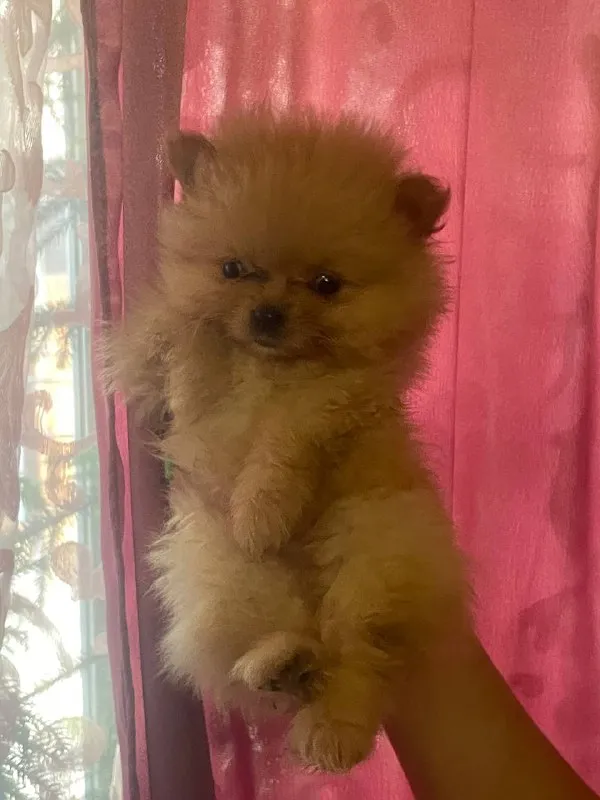 Описание: мальчики шпицы. питание натуральное, ходят на пеленку. больше информации по телефону цена: 35000 руб. 📲 tg: denis 📞🇷🇺звоните: +79494196059 барахолка днр - фотография - 2