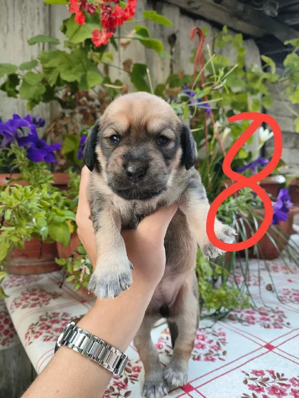 Описание: щенки цена: 100 руб. 📲 tg: елена шаталова 📞🇷🇺звоните: +79492223393 барахолка днр - фотография