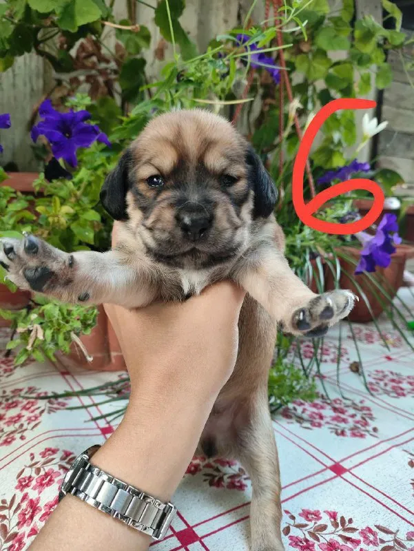 Описание: щенки цена: 100 руб. 📲 tg: елена шаталова 📞🇷🇺звоните: +79492223393 барахолка днр - фотография - 2