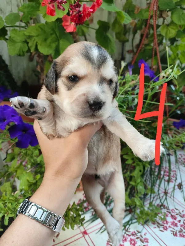 Описание: щенки цена: 100 руб. 📲 tg: елена шаталова 📞🇷🇺звоните: +79492223393 барахолка днр - фотография - 3