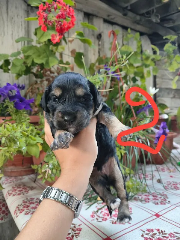 Описание: щенки цена: 100 руб. 📲 tg: елена шаталова 📞🇷🇺звоните: +79492223393 барахолка днр - фотография - 4