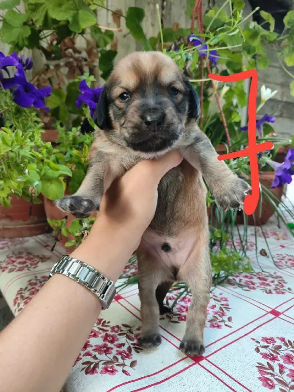 Описание: щенки цена: 100 руб. 📲 tg: елена шаталова 📞🇷🇺звоните: +79492223393 барахолка днр - фотография - 5