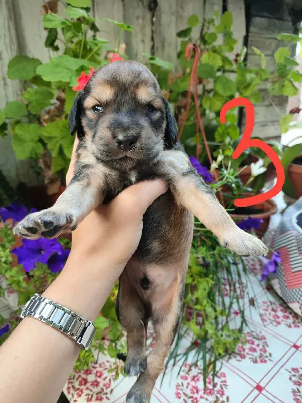 Описание: щенки цена: 100 руб. 📲 tg: елена шаталова 📞🇷🇺звоните: +79492223393 барахолка днр - фотография - 6