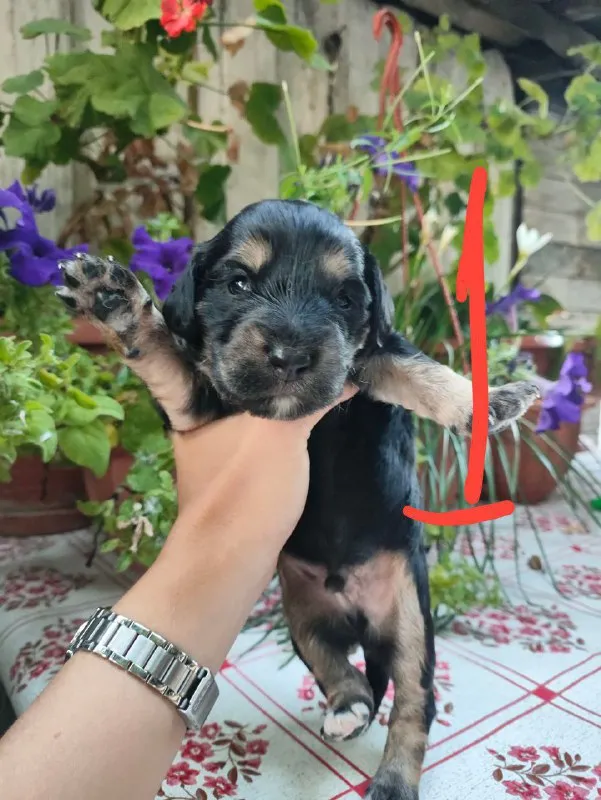 Описание: щенки цена: 100 руб. 📲 tg: елена шаталова 📞🇷🇺звоните: +79492223393 барахолка днр - фотография - 7