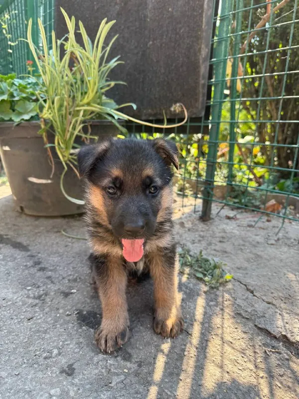 Описание: продам щенков немецкой овчарки 1 мальчика и 3 девочки щенкам 6 недель подробнее по телефону цена: 20000 руб. 📲 tg: dimitry 📞🇷🇺звоните: 79497031930 барахолка днр - фотография - 4