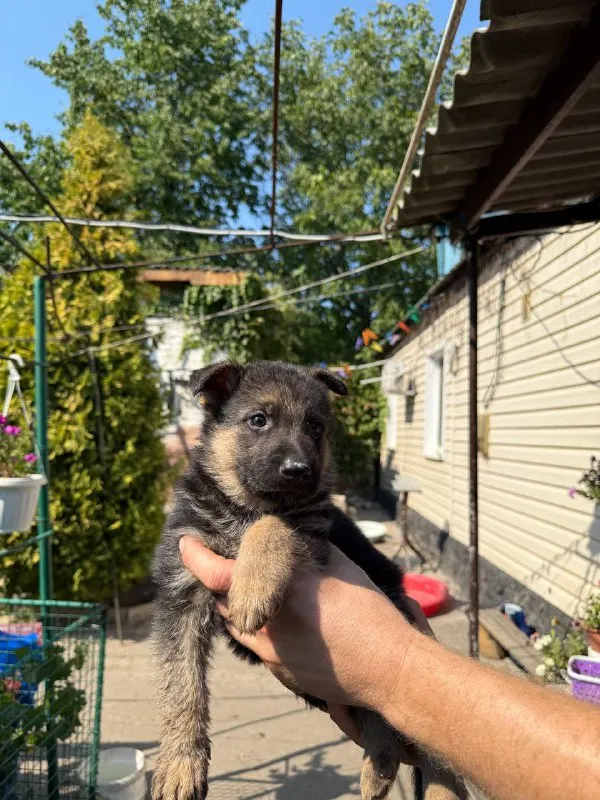 Описание: продам щенков немецкой овчарки 1 мальчика и 3 девочки щенкам 6 недель подробнее по телефону цена: 20000 руб. 📲 tg: dimitry 📞🇷🇺звоните: 79497031930 барахолка днр - фотография - 6