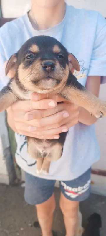 Описание: щенки смесь пекинес с йорком и таксы родились 13 июля. здоровые, активные, готовые к переезду в новую любящую семью. родители очень умные, послушные, абсолютно неагрессивные, любят детей, адекватны к котам. бесплатно отдадим в хорошие руки цена: 1 руб. 📲 tg: ekaterina cream 📞🇷🇺звоните: +79493106977 барахолка днр - фотография - 2