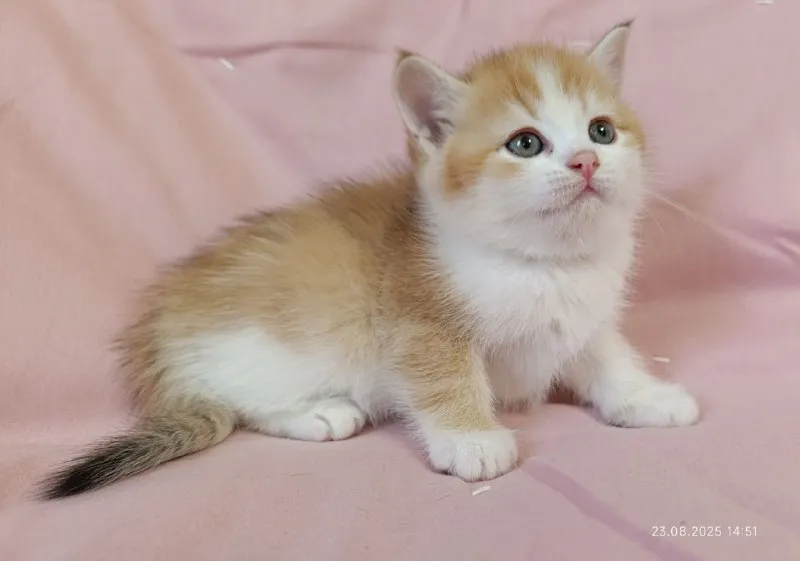 Описание: шотландская кошечка скоттиш-страйт золотая шиншилла биколор. очень ласковая и ручная. гото... - фотография