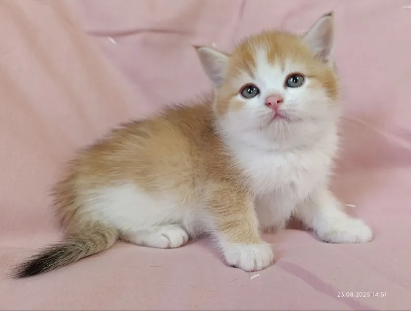 Описание: шотландская кошечка скоттиш-страйт золотая шиншилла биколор. очень ласковая и ручная. готова к переезду в новую семью. цена: 12000 руб. 📲 tg: 𝕹𝖆𝖙𝖆𝖘𝖍𝖆 📞🇷🇺звоните: +79493958088 барахолка днр - фотография - 2