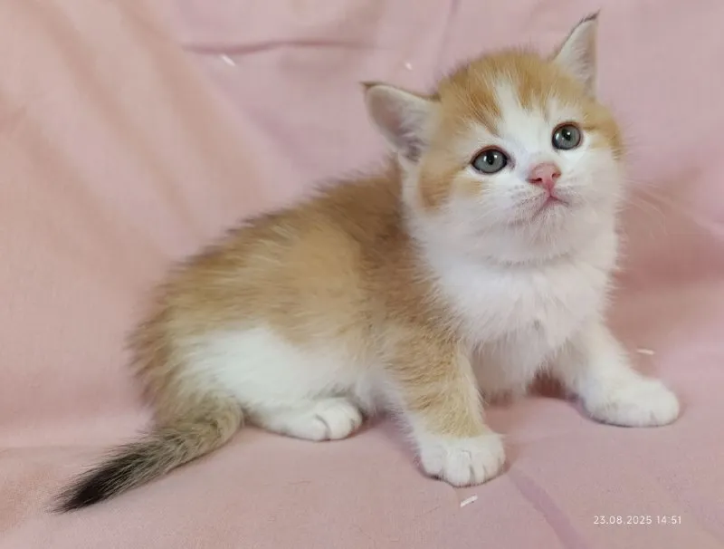 Описание: шотландская кошечка скоттиш-страйт золотая шиншилла биколор. очень ласковая и ручная. готова к переезду в новую семью. цена: 12000 руб. 📲 tg: 𝕹𝖆𝖙𝖆𝖘𝖍𝖆 📞🇷🇺звоните: +79493958088 барахолка днр - фотография - 3