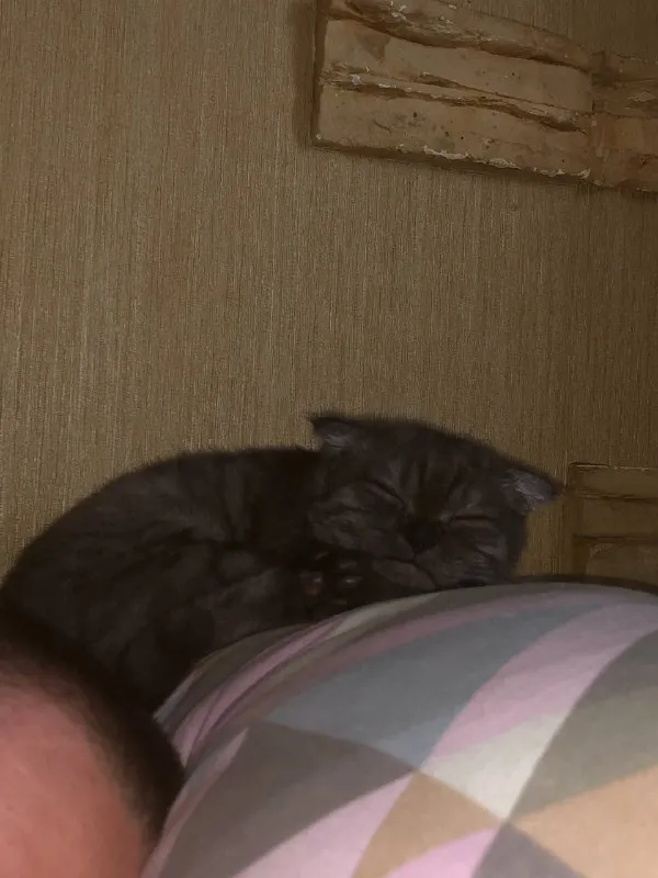 Описание: отдадим в добрые руки, шотландская веслоухая, к туалету приучина. ей 1.5) цена: 1 руб. 📲 t... - фотография