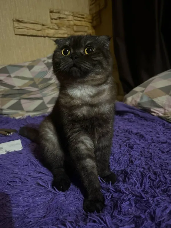 Описание: отдадим в добрые руки, шотландская веслоухая, к туалету приучина. ей 1.5) цена: 1 руб. 📲 tg: софа василец🫀 📞🇷🇺звоните: +79494439260 барахолка днр - фотография - 2