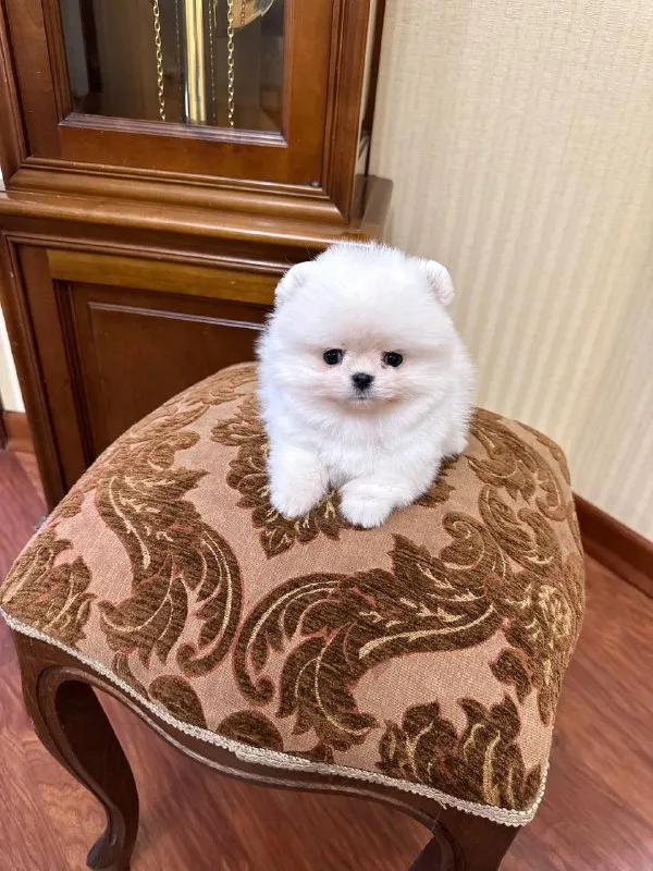 Описание: пристраиваю щенка померанского шпица, девочка, возраст 3 мес. привита по возрасту, с докум... - фотография