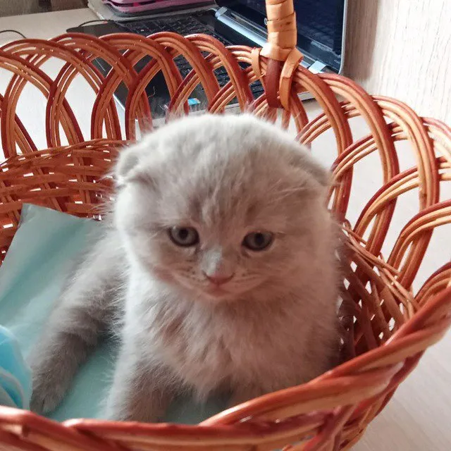 Описание: продаются шотландский прямоухий котик и шотландская вислоухая кошечка, лилового окраса, ро... - фотография