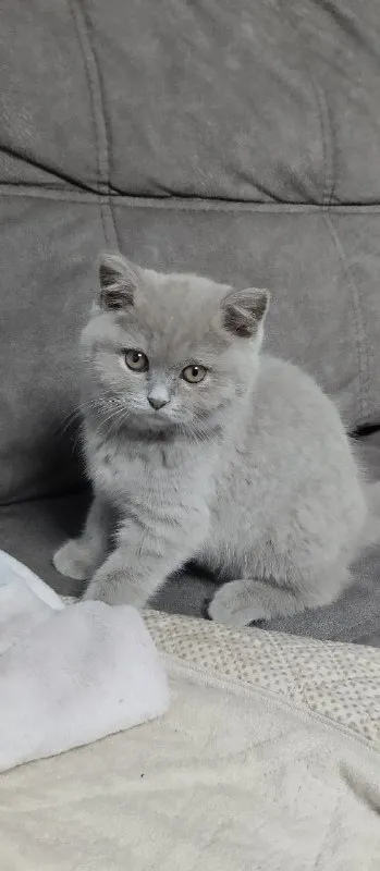 Описание: продаются шотландский прямоухий котик и шотландская вислоухая кошечка, лилового окраса, рождены 15 июля к лотку и когтеточке приучены, донецк цена: 10000 руб. 📲 tg: котята 📞🇷🇺звоните: +79493763406 барахолка днр - фотография - 2