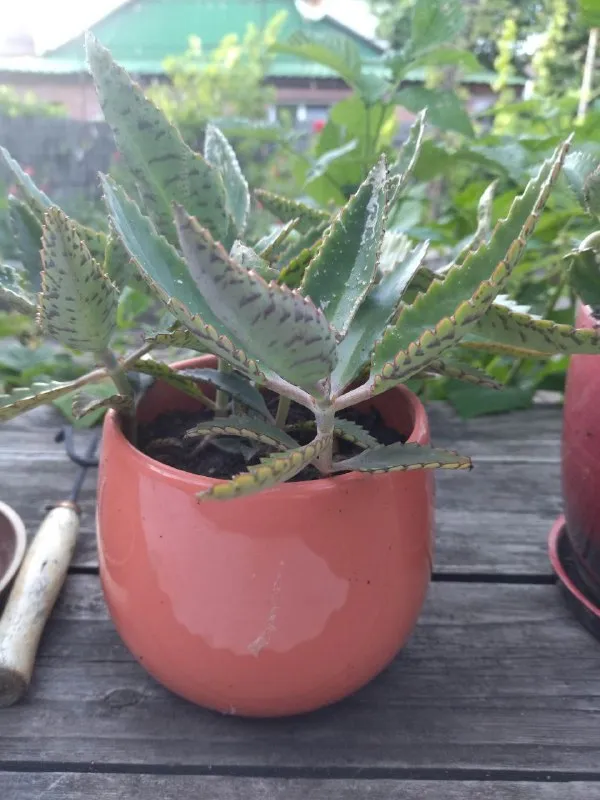 Описание: каланхоэ в белом пластмассовом горшке. высота растения 70 см. цена 500 р каланхоэ в керамических горшках. 2 шт. цена 350 р. за один отросток денежного дерева. цена 350 р. самовывоз донецк куйбышевский исполком цена: 350 руб. 📲 tg: генадій ясир 📞🇷🇺звоните: +30958440587 барахолка днр - фотография - 2