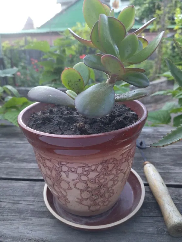 Описание: каланхоэ в белом пластмассовом горшке. высота растения 70 см. цена 500 р каланхоэ в керамических горшках. 2 шт. цена 350 р. за один отросток денежного дерева. цена 350 р. самовывоз донецк куйбышевский исполком цена: 350 руб. 📲 tg: генадій ясир 📞🇷🇺звоните: +30958440587 барахолка днр - фотография - 3