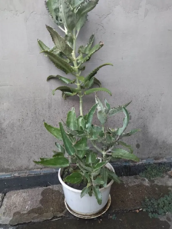 Описание: каланхоэ в белом пластмассовом горшке. высота растения 70 см. цена 500 р каланхоэ в керамических горшках. 2 шт. цена 350 р. за один отросток денежного дерева. цена 350 р. самовывоз донецк куйбышевский исполком цена: 350 руб. 📲 tg: генадій ясир 📞🇷🇺звоните: +30958440587 барахолка днр - фотография - 4
