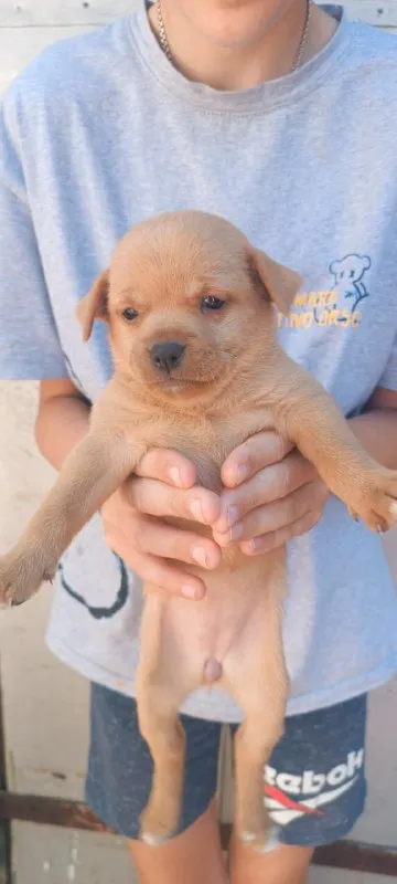 Описание: щенки смесь пекинес с йорком и таксы родились 13 июля. здоровые, активные, готовые к переезду в новую любящую семью. родители очень умные, послушные, абсолютно неагрессивные, любят детей, адекватны к котам. отдадим бесплатно в хорошие руки цена: 1 руб. 📲 tg: cyber axmed 📞🇷🇺звоните: +7 9493106977 барахолка днр - фотография - 2