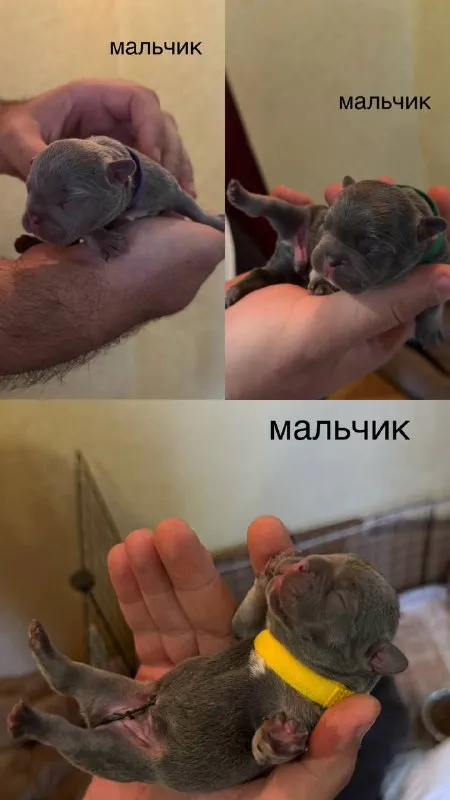Описание: доброго времени суток! к раннему бронированию предлагаются 7 чудесных щенков французского бульдога, дата рождения 29.08.25 для бронирования свободны 3 мальчика и 4 девочки. к моменту продажи у щенков будет сделана первая прививка, при себе будут иметь паспорт, чип и метрику скор. родители живут вместе, можно будет на них посмотреть) территориально - донецк днр. доставки нет. 3 фото - отец, 4 - мать) цена: 50000 руб. 📲 tg: olya 📞🇷🇺звоните: +79490924039 барахолка днр - фотография - 4