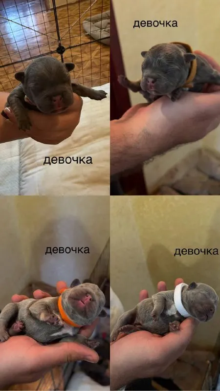 Описание: доброго времени суток! к раннему бронированию предлагаются 7 чудесных щенков французского бульдога, дата рождения 29.08.25 для бронирования свободны 3 мальчика и 4 девочки. к моменту продажи у щенков будет сделана первая прививка, при себе будут иметь паспорт, чип и метрику скор. родители живут вместе, можно будет на них посмотреть) территориально - донецк днр. доставки нет. 3 фото - отец, 4 - мать) цена: 50000 руб. 📲 tg: olya 📞🇷🇺звоните: +79490924039 барахолка днр - фотография - 5