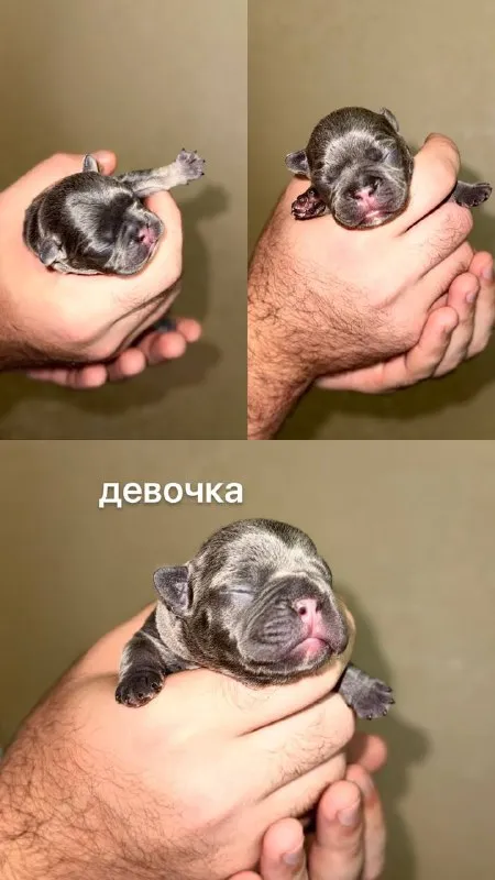 Описание: доброго времени суток! к раннему бронированию предлагаются чудесные щенки французского бул... - фотография