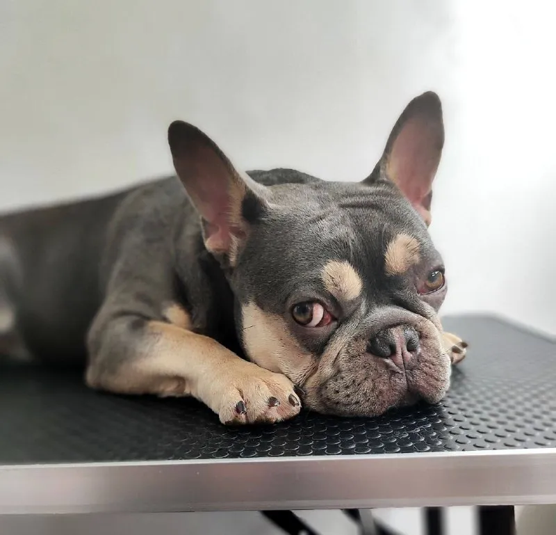 Описание: доброго времени суток! к раннему бронированию предлагаются чудесные щенки французского бульдога, дата рождения 29.08.25 к моменту продажи у щенков будет сделана первая прививка, при себе будут иметь паспорт, чип и метрику скор. родители живут вместе, можно будет на них посмотреть) территориально - донецк днр. доставки нет. на последних фото родители. цена: 50000 руб. 📲 tg: olya 📞🇷🇺звоните: +79490924039 барахолка днр - фотография - 10