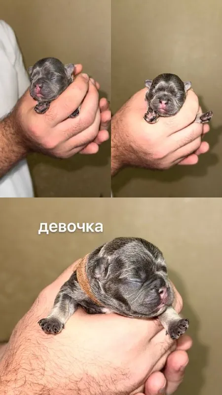 Описание: доброго времени суток! к раннему бронированию предлагаются чудесные щенки французского бульдога, дата рождения 29.08.25 к моменту продажи у щенков будет сделана первая прививка, при себе будут иметь паспорт, чип и метрику скор. родители живут вместе, можно будет на них посмотреть) территориально - донецк днр. доставки нет. на последних фото родители. цена: 50000 руб. 📲 tg: olya 📞🇷🇺звоните: +79490924039 барахолка днр - фотография - 2