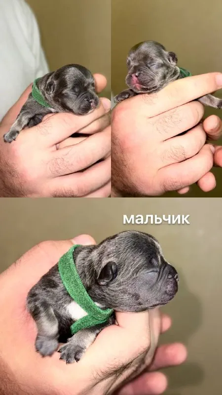 Описание: доброго времени суток! к раннему бронированию предлагаются чудесные щенки французского бульдога, дата рождения 29.08.25 к моменту продажи у щенков будет сделана первая прививка, при себе будут иметь паспорт, чип и метрику скор. родители живут вместе, можно будет на них посмотреть) территориально - донецк днр. доставки нет. на последних фото родители. цена: 50000 руб. 📲 tg: olya 📞🇷🇺звоните: +79490924039 барахолка днр - фотография - 3