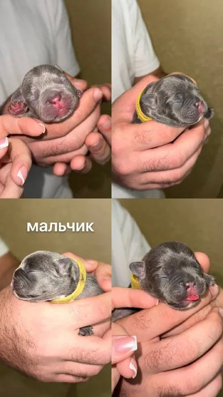 Описание: доброго времени суток! к раннему бронированию предлагаются чудесные щенки французского бульдога, дата рождения 29.08.25 к моменту продажи у щенков будет сделана первая прививка, при себе будут иметь паспорт, чип и метрику скор. родители живут вместе, можно будет на них посмотреть) территориально - донецк днр. доставки нет. на последних фото родители. цена: 50000 руб. 📲 tg: olya 📞🇷🇺звоните: +79490924039 барахолка днр - фотография - 4