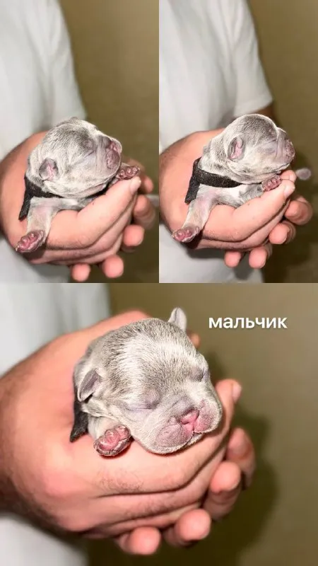 Описание: доброго времени суток! к раннему бронированию предлагаются чудесные щенки французского бульдога, дата рождения 29.08.25 к моменту продажи у щенков будет сделана первая прививка, при себе будут иметь паспорт, чип и метрику скор. родители живут вместе, можно будет на них посмотреть) территориально - донецк днр. доставки нет. на последних фото родители. цена: 50000 руб. 📲 tg: olya 📞🇷🇺звоните: +79490924039 барахолка днр - фотография - 5