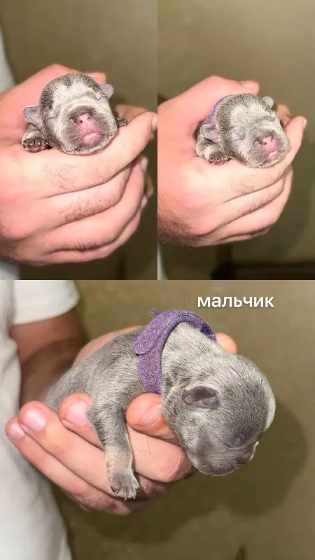 Описание: доброго времени суток! к раннему бронированию предлагаются чудесные щенки французского бульдога, дата рождения 29.08.25 к моменту продажи у щенков будет сделана первая прививка, при себе будут иметь паспорт, чип и метрику скор. родители живут вместе, можно будет на них посмотреть) территориально - донецк днр. доставки нет. на последних фото родители. цена: 50000 руб. 📲 tg: olya 📞🇷🇺звоните: +79490924039 барахолка днр - фотография - 7