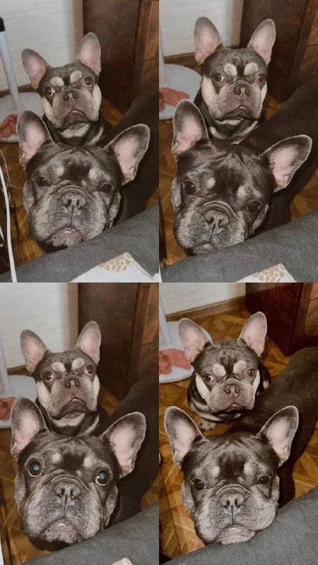 Описание: доброго времени суток! к раннему бронированию предлагаются чудесные щенки французского бульдога, дата рождения 29.08.25 к моменту продажи у щенков будет сделана первая прививка, при себе будут иметь паспорт, чип и метрику скор. родители живут вместе, можно будет на них посмотреть) территориально - донецк днр. доставки нет. на последних фото родители. цена: 50000 руб. 📲 tg: olya 📞🇷🇺звоните: +79490924039 барахолка днр - фотография - 8