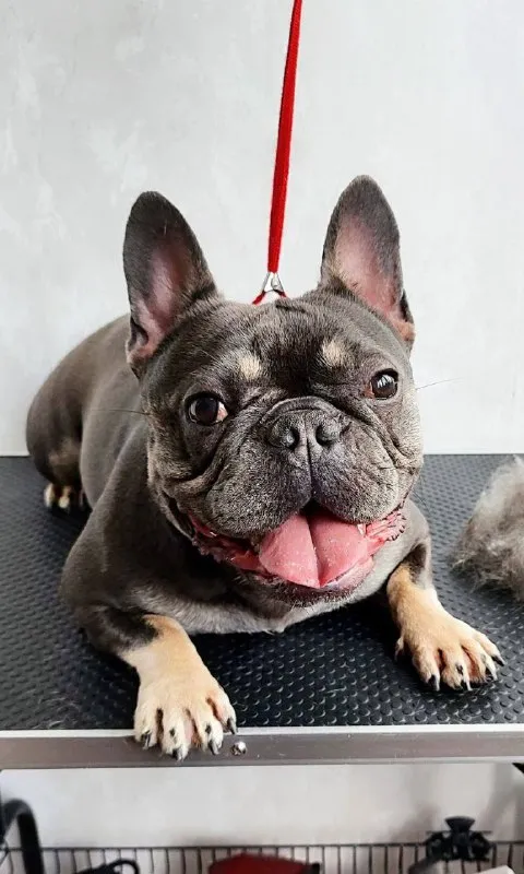 Описание: доброго времени суток! к раннему бронированию предлагаются чудесные щенки французского бульдога, дата рождения 29.08.25 к моменту продажи у щенков будет сделана первая прививка, при себе будут иметь паспорт, чип и метрику скор. родители живут вместе, можно будет на них посмотреть) территориально - донецк днр. доставки нет. на последних фото родители. цена: 50000 руб. 📲 tg: olya 📞🇷🇺звоните: +79490924039 барахолка днр - фотография - 9