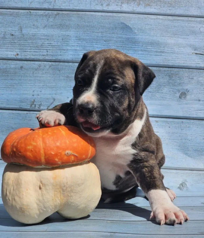 Описание: продам щенков американского стаффордширского терьера (аст) рыже-белого и тигрового окраса... - фотография