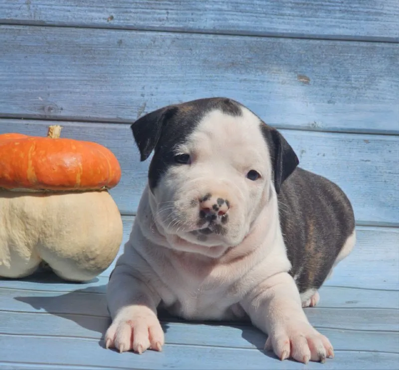 Описание: продам щенков американского стаффордширского терьера (аст) рыже-белого и тигрового окраса от высокопородных родителей. на момент перезда щенок будет иметь:клеймо;документы ркф, вет паспорт и все необходимые вет процедуры. цены разные уточняйте. возможна доставка цена: 40000 руб. 📲 tg: mila 📞🇷🇺звоните: 89185579081 барахолка днр - фотография - 10