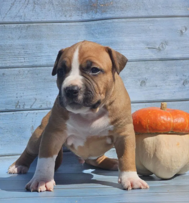 Описание: продам щенков американского стаффордширского терьера (аст) рыже-белого и тигрового окраса от высокопородных родителей. на момент перезда щенок будет иметь:клеймо;документы ркф, вет паспорт и все необходимые вет процедуры. цены разные уточняйте. возможна доставка цена: 40000 руб. 📲 tg: mila 📞🇷🇺звоните: 89185579081 барахолка днр - фотография - 2