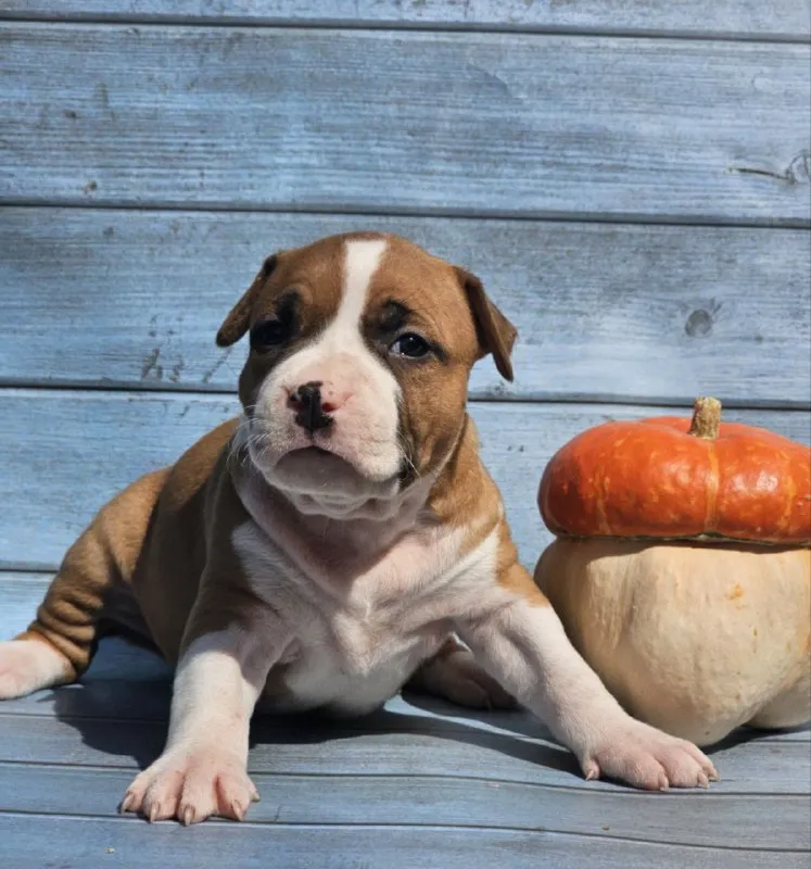 Описание: продам щенков американского стаффордширского терьера (аст) рыже-белого и тигрового окраса от высокопородных родителей. на момент перезда щенок будет иметь:клеймо;документы ркф, вет паспорт и все необходимые вет процедуры. цены разные уточняйте. возможна доставка цена: 40000 руб. 📲 tg: mila 📞🇷🇺звоните: 89185579081 барахолка днр - фотография - 3