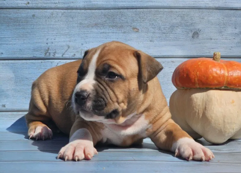 Описание: продам щенков американского стаффордширского терьера (аст) рыже-белого и тигрового окраса от высокопородных родителей. на момент перезда щенок будет иметь:клеймо;документы ркф, вет паспорт и все необходимые вет процедуры. цены разные уточняйте. возможна доставка цена: 40000 руб. 📲 tg: mila 📞🇷🇺звоните: 89185579081 барахолка днр - фотография - 5