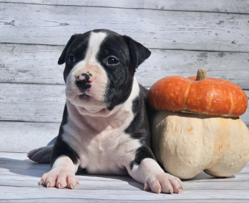 Описание: продам щенков американского стаффордширского терьера (аст) рыже-белого и тигрового окраса от высокопородных родителей. на момент перезда щенок будет иметь:клеймо;документы ркф, вет паспорт и все необходимые вет процедуры. цены разные уточняйте. возможна доставка цена: 40000 руб. 📲 tg: mila 📞🇷🇺звоните: 89185579081 барахолка днр - фотография - 6