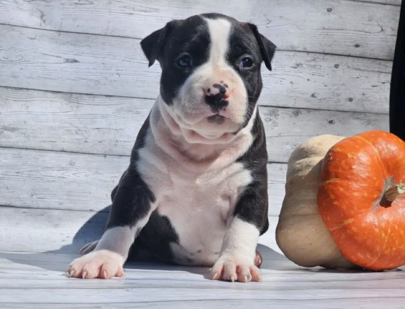 Описание: продам щенков американского стаффордширского терьера (аст) рыже-белого и тигрового окраса от высокопородных родителей. на момент перезда щенок будет иметь:клеймо;документы ркф, вет паспорт и все необходимые вет процедуры. цены разные уточняйте. возможна доставка цена: 40000 руб. 📲 tg: mila 📞🇷🇺звоните: 89185579081 барахолка днр - фотография - 7